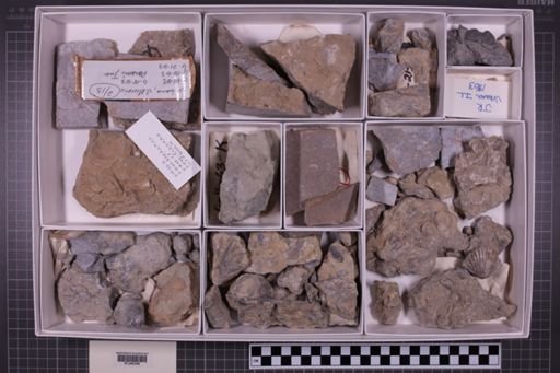 mixed taxa, stratigraphic collection