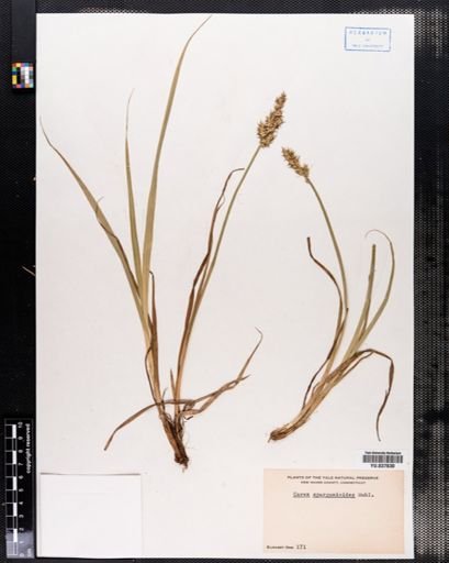 Carex sparganioides