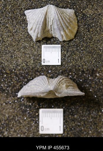 Platystrophia ponderosa