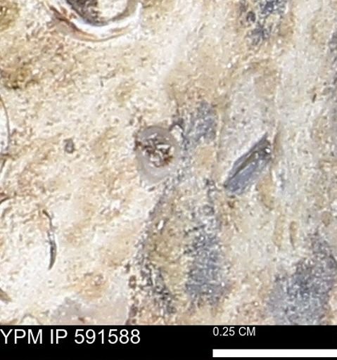 Serpulidae