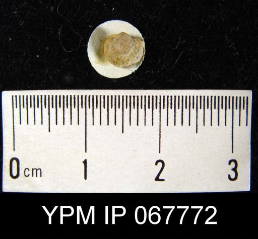 Dalmanella sp.