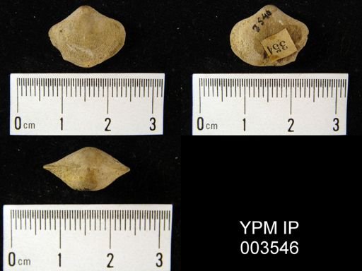 Acambona serpentina