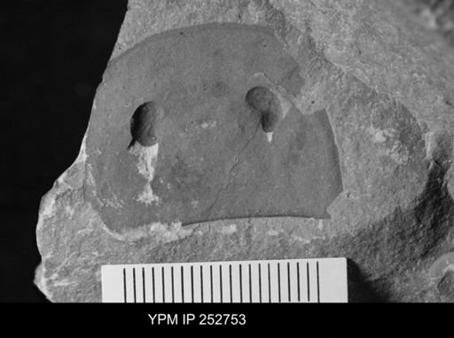 Eurypterus sp.