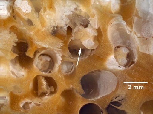 Teredo navalis