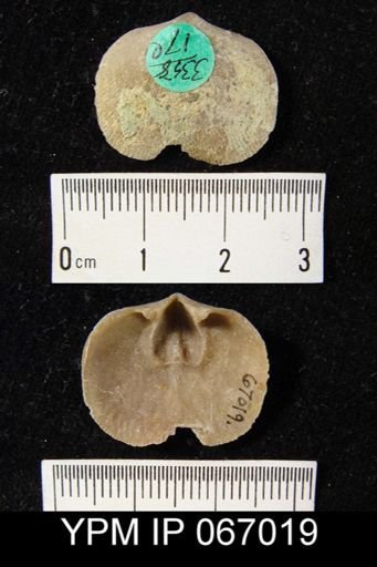 Schizophoria impressa