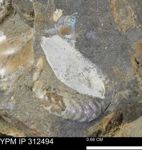 undet. Bivalvia