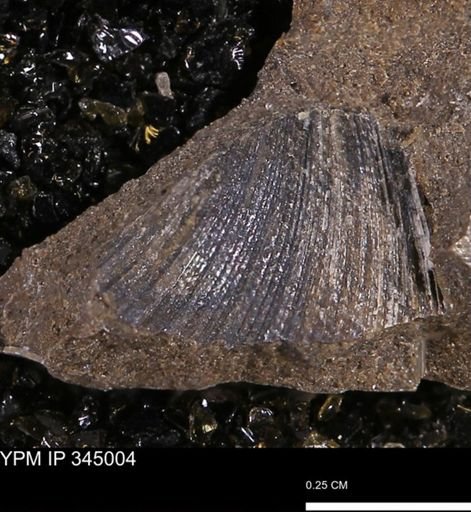 Limopsis striatopunctatus