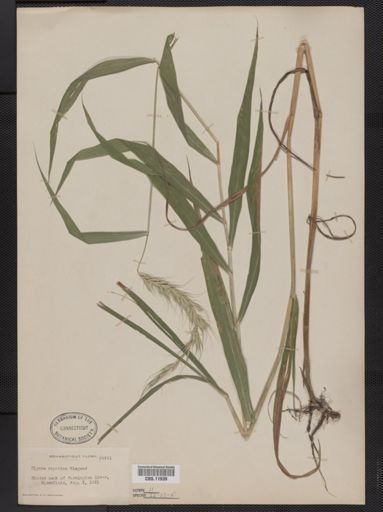 Elymus riparius