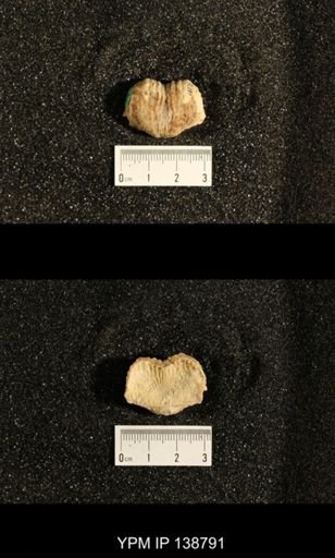 Productus (Dictyoclostus) subcostatus