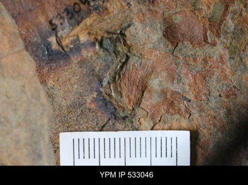 Eoconularia?