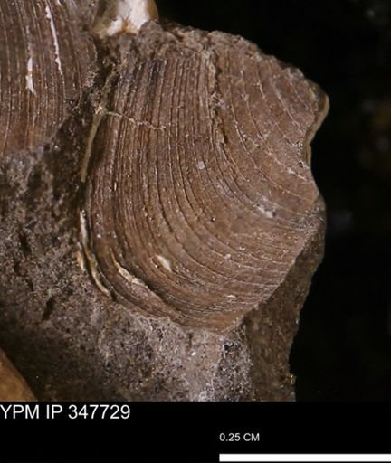 Limopsis striatopunctatus