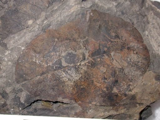 Angiospermopsida