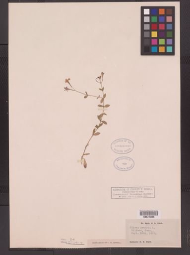 Silene armeria