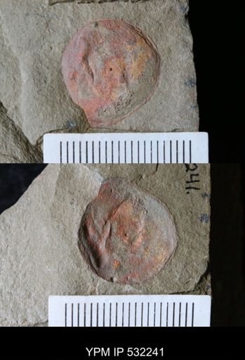 undet. Arthropoda