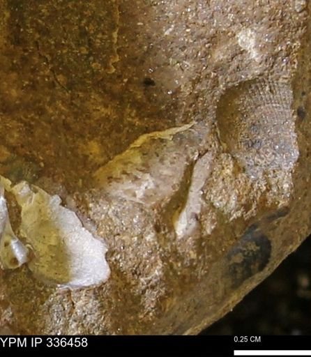 undet. Mollusca