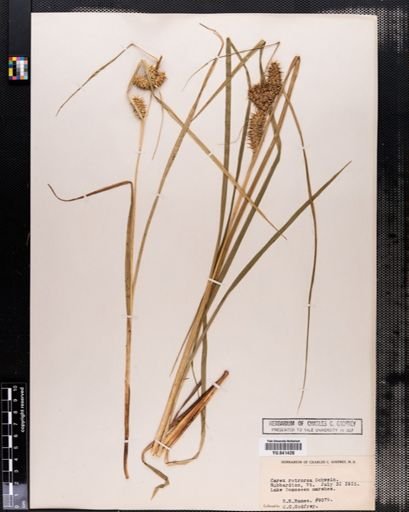 Carex retrorsa