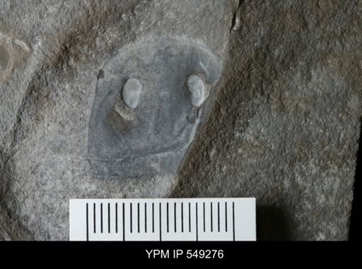 Eurypterus