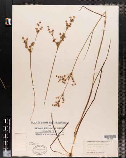 Juncus