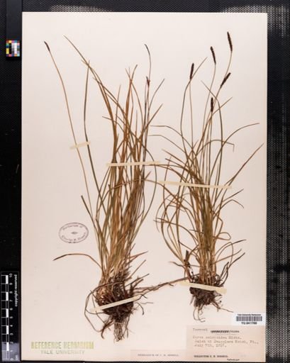 Carex scirpoidea