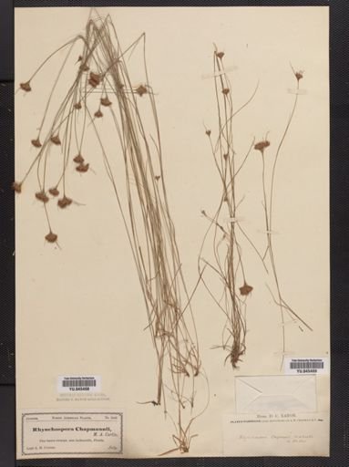 Rhynchospora