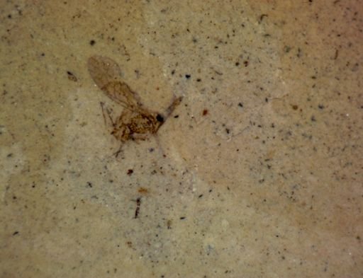 undet. Diptera