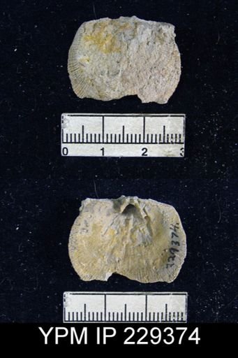 Derbya crassa richmonda