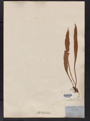 Cyclophorus