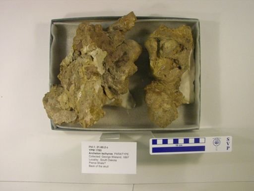 Archelon ischyros