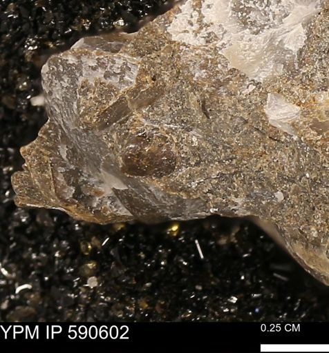 Ammonoidea
