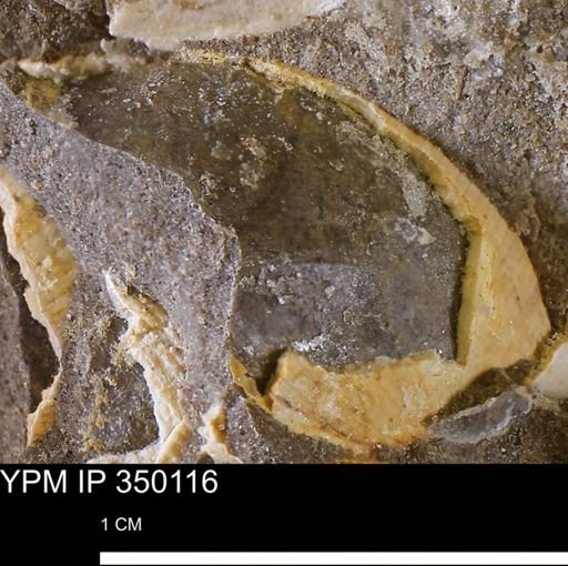 undet. Bivalvia