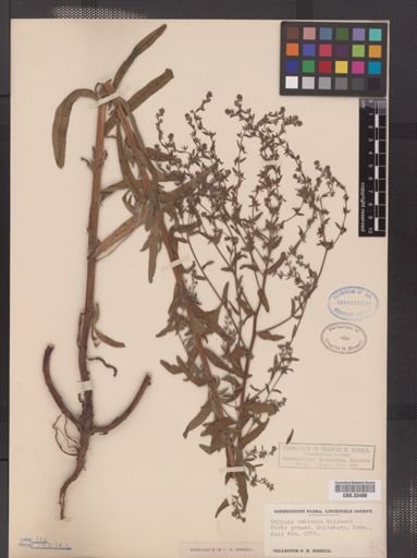 Lappula squarrosa