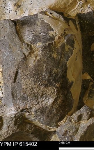 undet. Mollusca