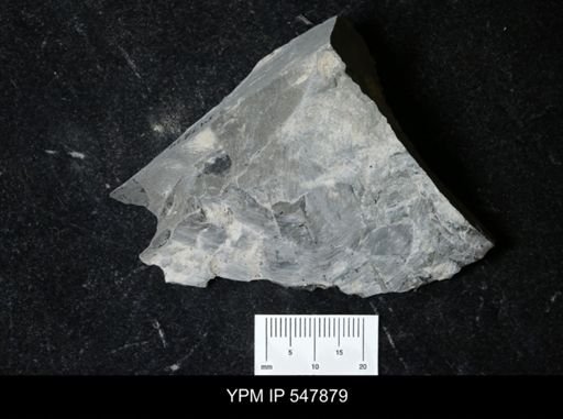 undet. Eurypterida