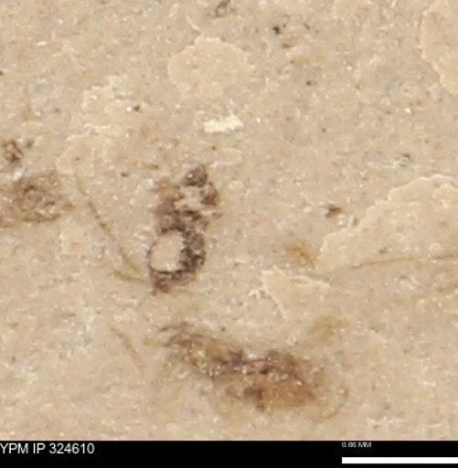 undet. Hymenoptera
