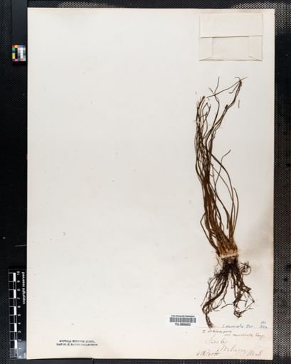 Isoetes muricata