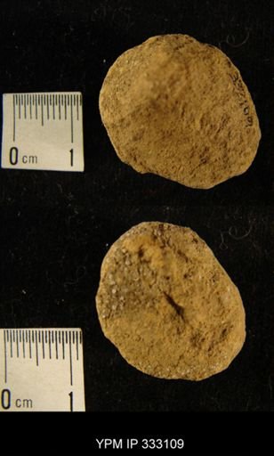 Bryozoa?