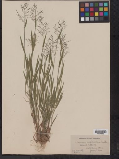 Panicum implicatum
