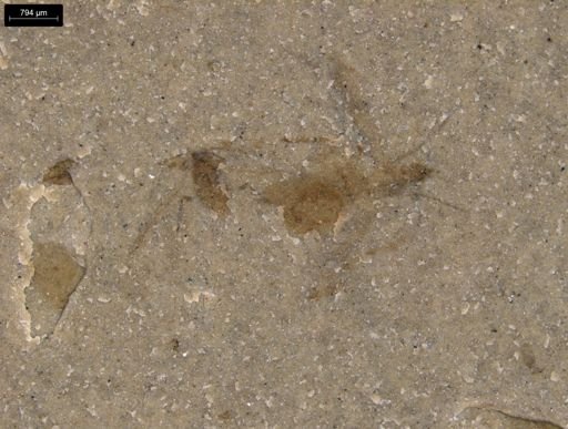 undet. Gryllidae