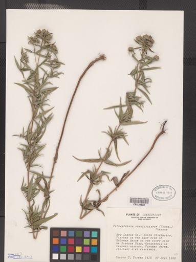 Pycnanthemum verticillatum