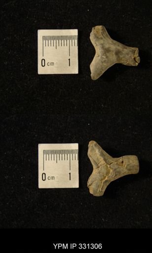 undet. Ichnofossil