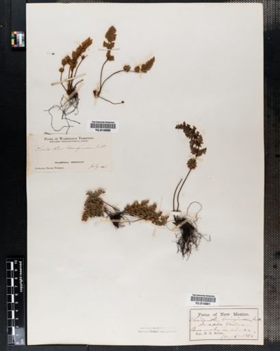 Cheilanthes