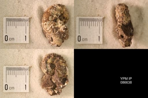 undet. Scaphitidae