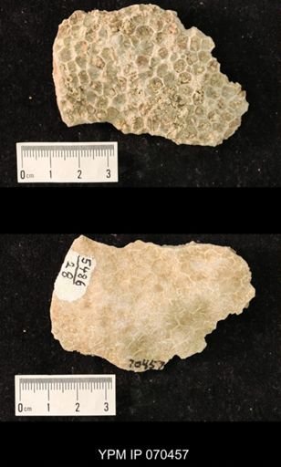 Favosites brownsportensis