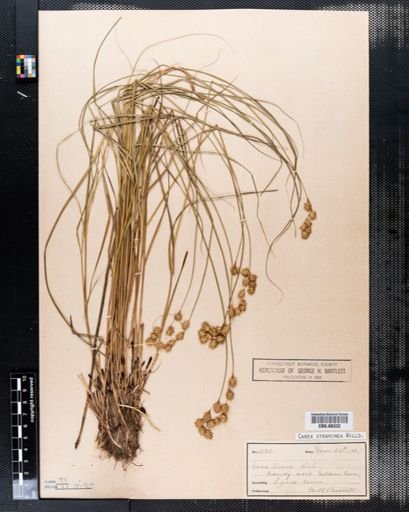 Carex straminea