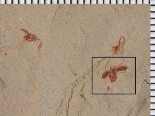 undet. Coleoptera