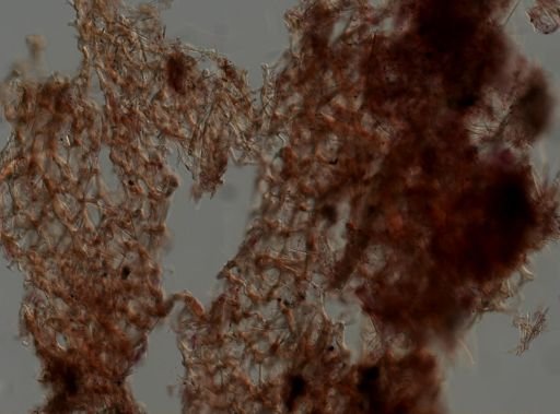 Callyspongia vaginalis