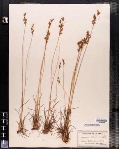 Juncus tenuis