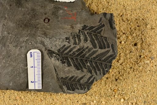 Pecopteris dentata