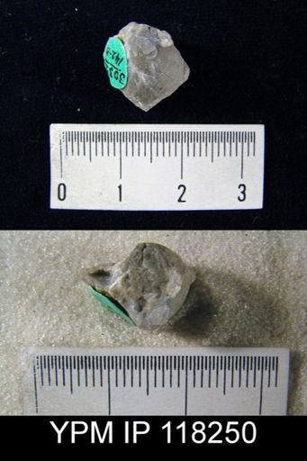 Dalmanella elegantula