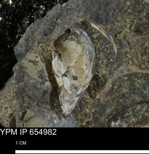 Protocardia sp.